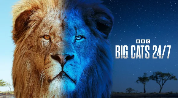Big Cats 24/7
