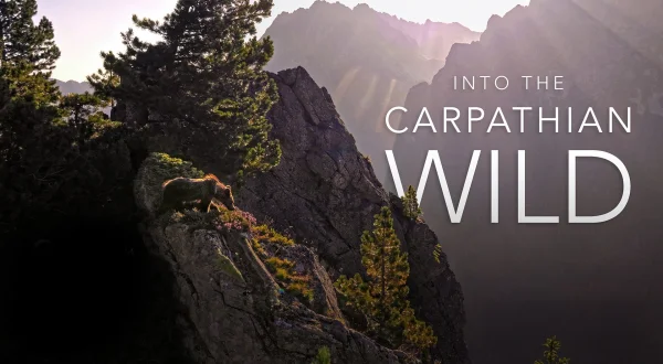 Into The Carpathian Wild