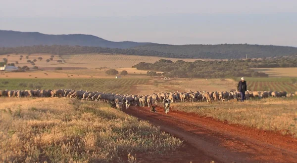 Schafe, Rinder und Cañadas – Die großen Tierwanderungen Spaniens