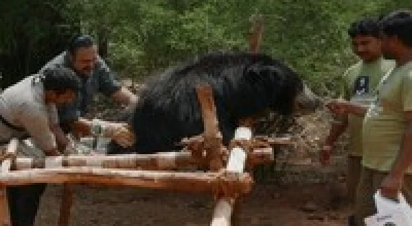 Jungle Animal Rescue
