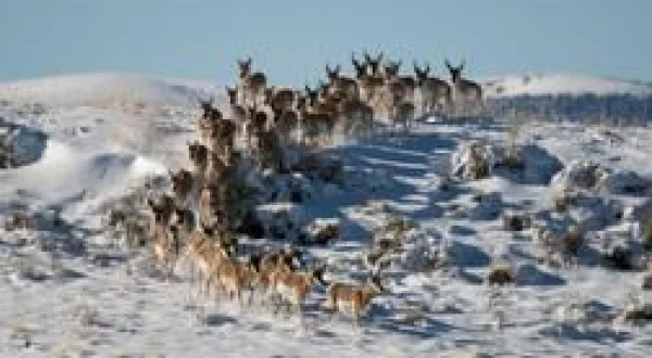 Migration sauvage