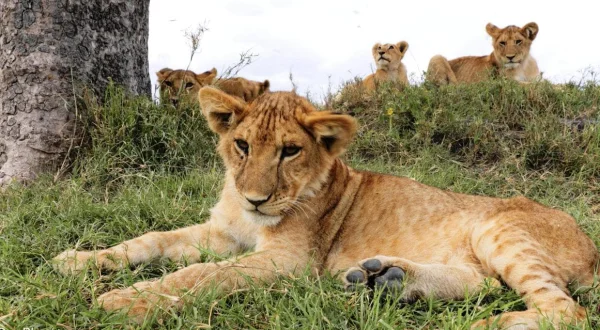 Tierbabys in Afrika
