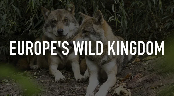 Europe's Wild Kingdom