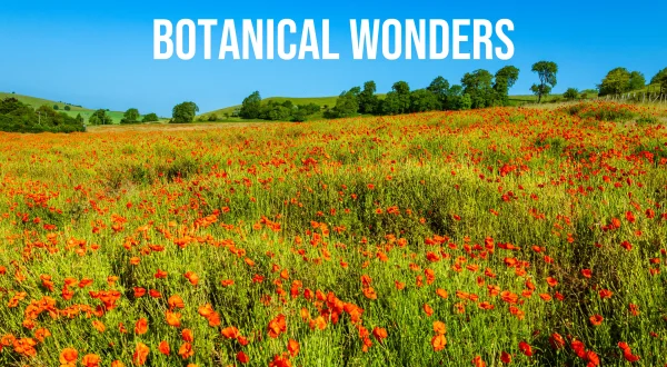 Botanical Wonders
