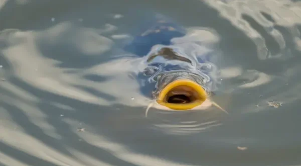 Karpfenangeln im Baggersee