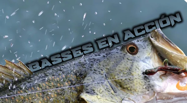 Basses en acción