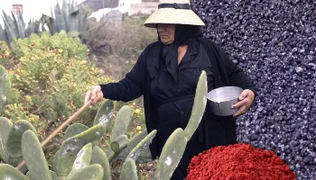 La cochinilla y su uso tradicional como tinte natural rojo en alimentos, cosméticos y tejidos