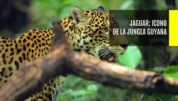 Jaguar: icono de la jungla de Guyana