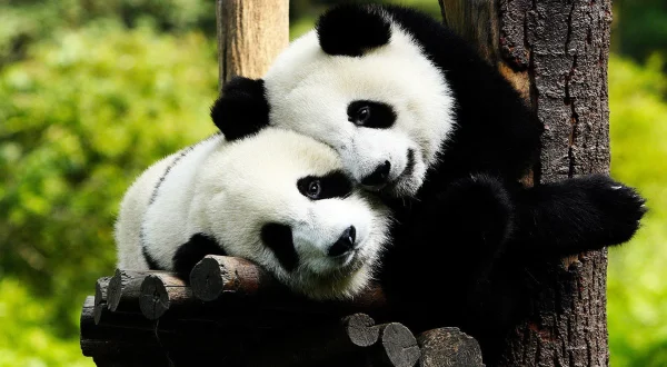 Pandamonium