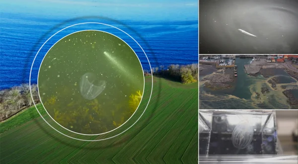 Klimakoks - Østersøen, det døde hav