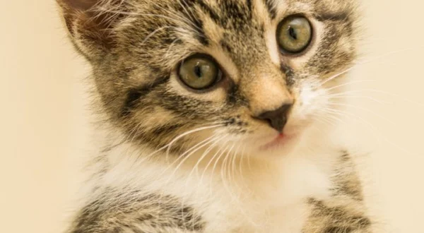 Todo sobre los gatos