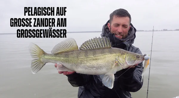 Pelagisch auf Große Zander am Großgewässer