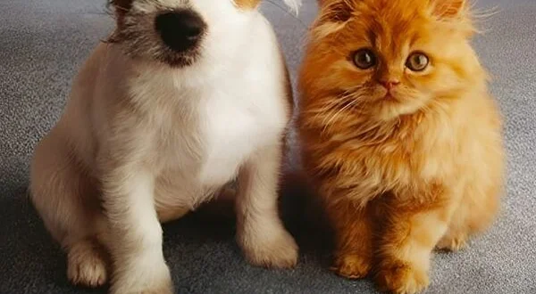 Chiens et chats sans collier