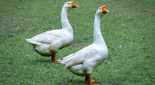 Critter Fixer: Zwei Tierärzte für alle Felle