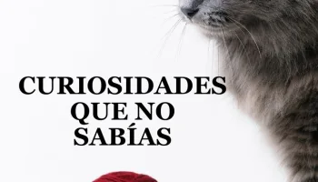 Curiosidades que no sabías