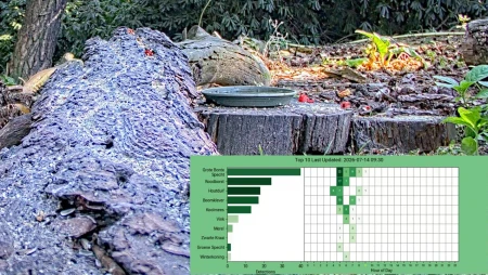 Bird Feeder and Forest Wildlife in De Mortel
