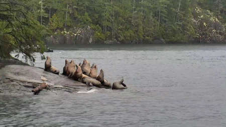 Sea Lion Beach - British Columbia