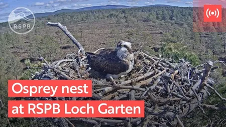 Goshawk Nest in Abernethy Forest