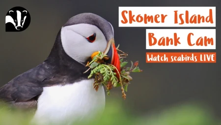 Puffin Colony on Skomer Island