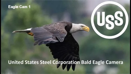 U.S. Steel Bald Eagle Nest - Pittsburgh