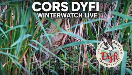 Dyfi Osprey Project - Live Nest Cam in Wales