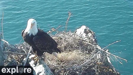 Decorah Eagles - Bald Eagle Nest in Iowa
