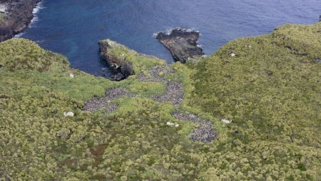 Erect-crested Penguins on Antipodes Island