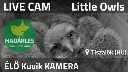 Common Kestrel Nest Cam - Tiszalök, Hungary