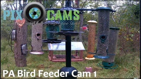 Pennsylvania Bird Feeder - Murrysville