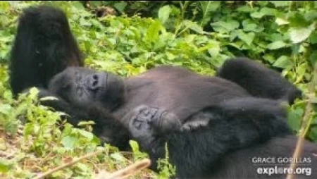 GRACE Gorilla Sanctuary - Grauer's Gorillas