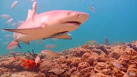 Coral City Camera - Miami Underwater Reef