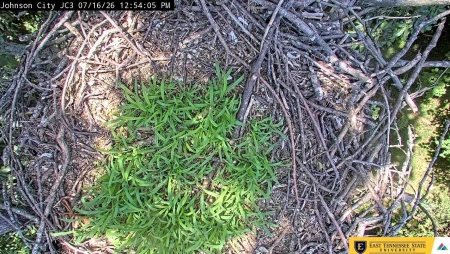 Bluff City - ETSU Eagle Camera