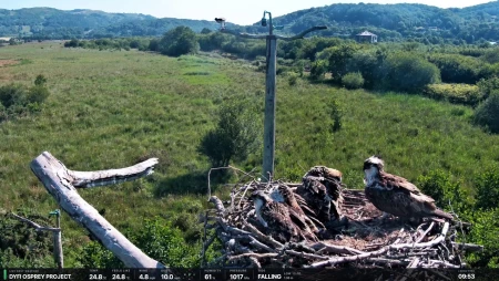 Dyfi Osprey Project - Live Nest Cam in Wales