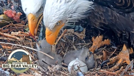 Big Bear Bald Eagle Nest - Cam 1