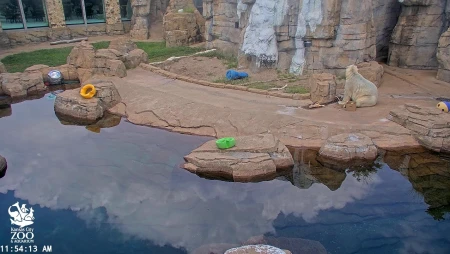 Kansas City Zoo - Polar Bear Cam