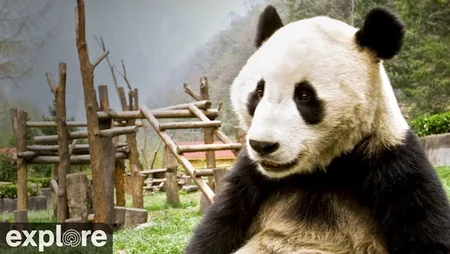 Giant Panda Cam - Gengda Valley
