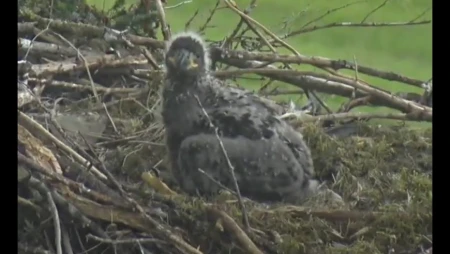 Bald Eagle Nest at Glacier Gardens, Juneau