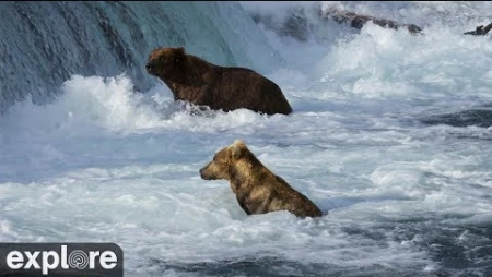 Anan Bear Cam - Forest View - Alaska