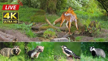 Danish Forest Wildlife - Badger and Fox