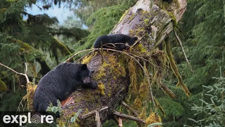 Anan Bear Cam - Fishing Hole 3 - Alaska