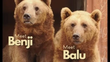 Benji and Balu - Bear Sanctuary Isle of Wight