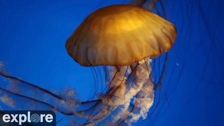 Aquarium of the Pacific - Coral Reef