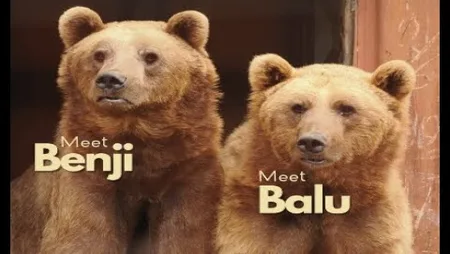 Benji and Balu Bear Sanctuary - Isle of Wight