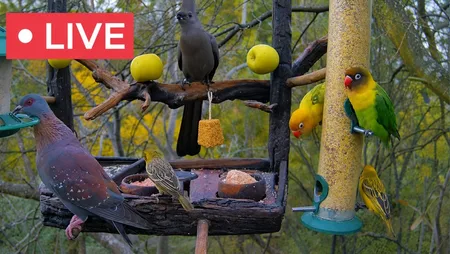 South Africa Bird Feeder & Wildlife Cam - Pretoria - Nonton TV Online Indonesia Gratis Live Streaming | Online Television Indonesia