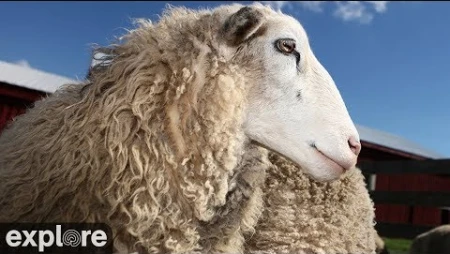 Sheep Barn Cam at Farm Sanctuary