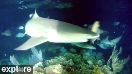 Utopia Village Underwater Reef Cam - Utila