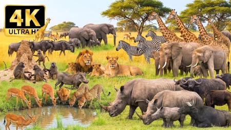 Global Wildlife Exploration