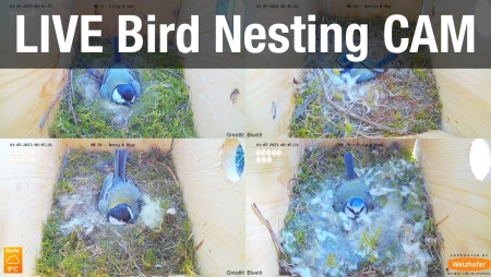 Bird Feeder Cam - Hedgehog and Bird Watching