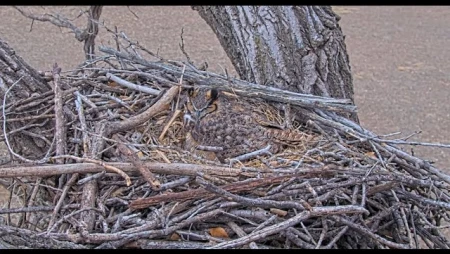Bald Eagle Nest Cam - Kansas Eagles