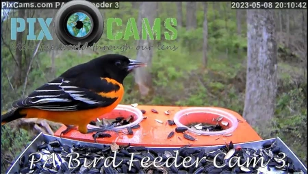 Southwestern Pennsylvania Wildlife Cam